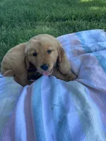 Dark brown collar male, a male Golden Retriever for sale in Rector, AR – 1 of 6
