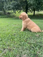 -MURPHY-Dark brown collar male, a male Golden Retriever for sale in Rector, AR – 6 of 10