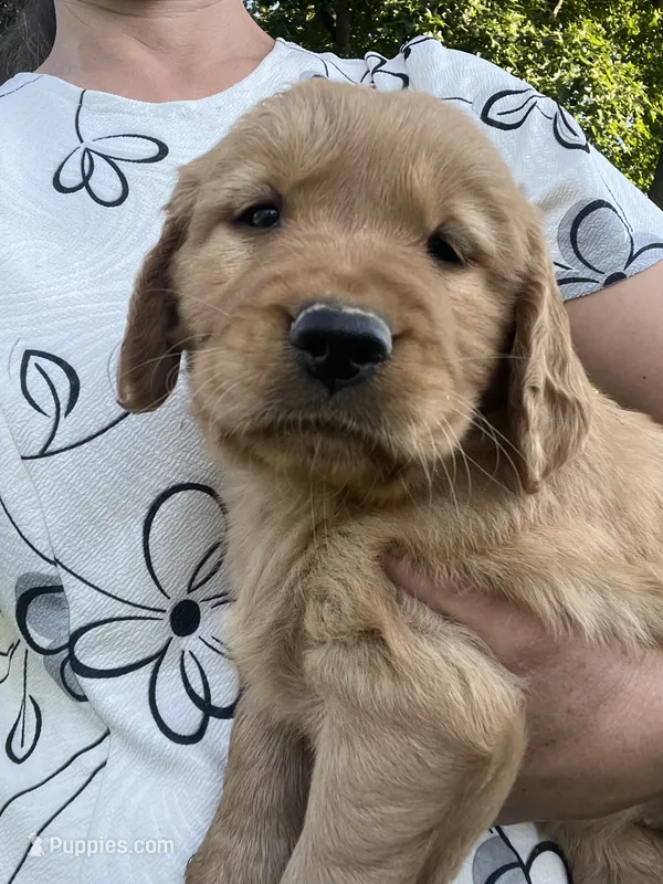 Orange collar female – Golden Retriever puppy for sale in Rector, AR