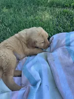 Dark brown collar male, a male Golden Retriever for sale in Rector, AR – 2 of 6
