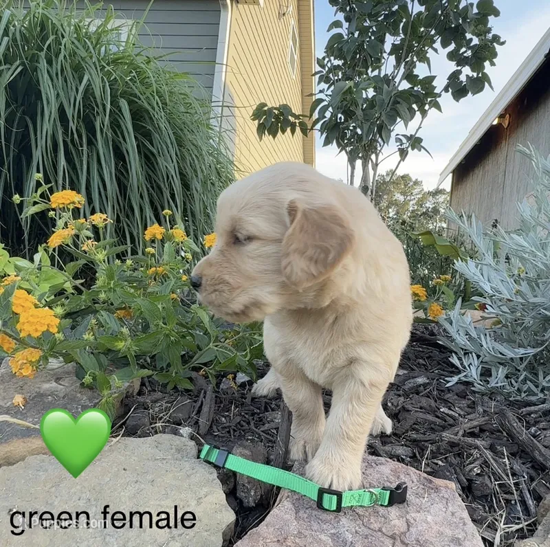 Green collar – Golden Retriever puppy for sale in Rector, AR