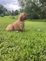Tan collar male, a male Golden Retriever for sale in Rector, AR – 2 of 6