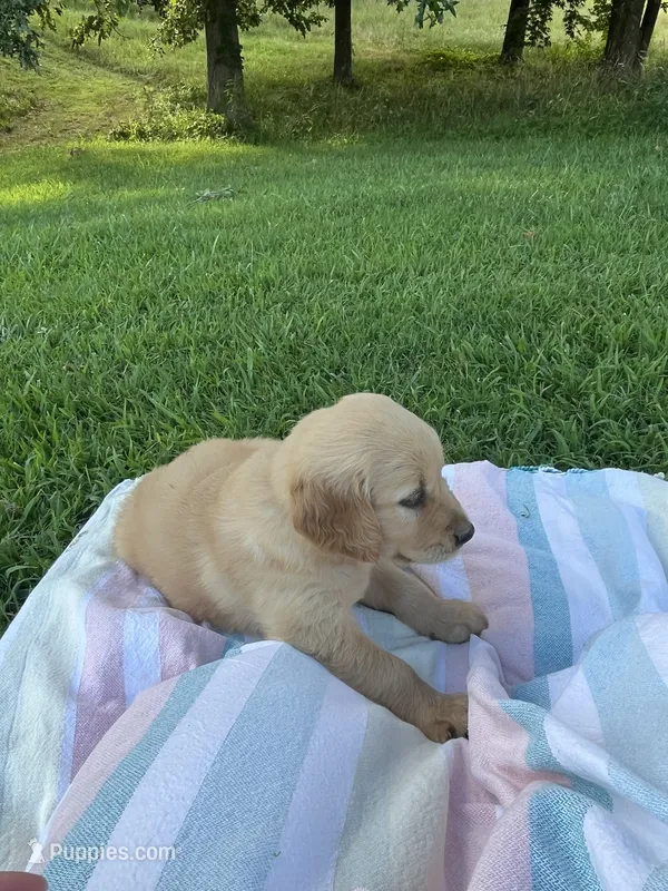 *Yellow female – Golden Retriever puppy for sale in Rector, AR