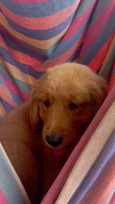 PRINCESS *Purple collar female, a female Golden Retriever for sale in Rector, AR – 7 of 8