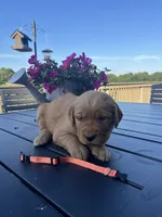 Orange female, a female Golden Retriever for sale in Rector, AR – 2 of 2
