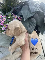 Blue male, a male Golden Retriever for sale in Rector, AR – 3 of 3