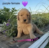 *Purple collar female, a female Golden Retriever for sale in Rector, AR – 1 of 1