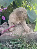 Maroon collar, a male Golden Retriever for sale in Rector, AR – 4 of 4