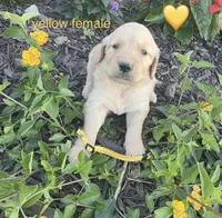 Yellow female, a female Golden Retriever for sale in Rector, AR – 2 of 2
