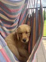 PRINCESS *Purple collar female, a female Golden Retriever for sale in Rector, AR – 2 of 8