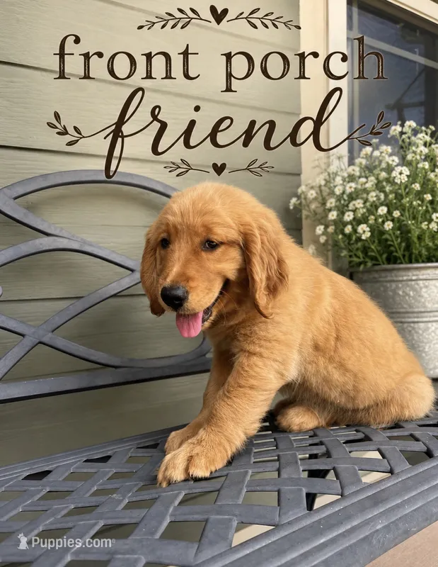*Purple collar female – Golden Retriever puppy for sale in Rector, AR