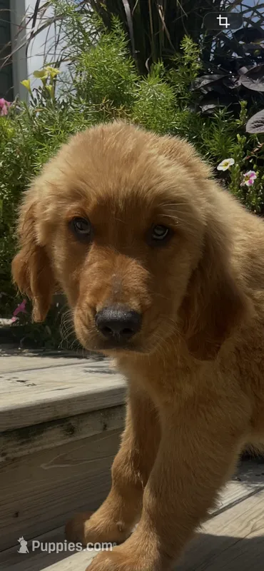 -MURPHY-Dark brown collar male – Golden Retriever puppy for sale in Rector, AR