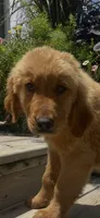 -MURPHY-Dark brown collar male, a male Golden Retriever for sale in Rector, AR – 1 of 10