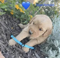 Blue female , a female Golden Retriever for sale in Rector, AR – 1 of 1