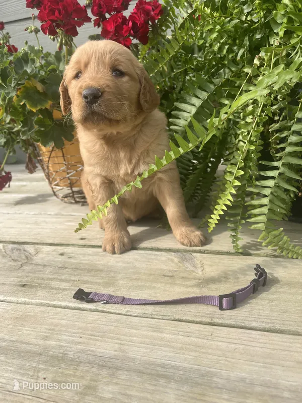 Purple collar female  – Golden Retriever puppy for sale in Rector, AR