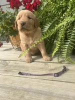 Purple collar female , a female Golden Retriever for sale in Rector, AR – 1 of 4