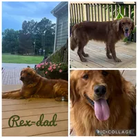 Yellow collar female , a female Golden Retriever for sale in Rector, AR – 5 of 5