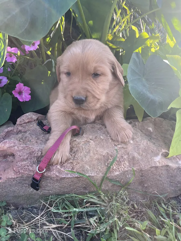 Maroon collar – Golden Retriever puppy for sale in Rector, AR