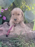 Maroon collar, a male Golden Retriever for sale in Rector, AR – 1 of 4