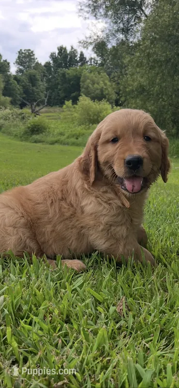 Tan collar male – Golden Retriever puppy for sale in Rector, AR