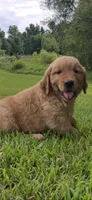 Tan collar male, a male Golden Retriever for sale in Rector, AR – 1 of 6