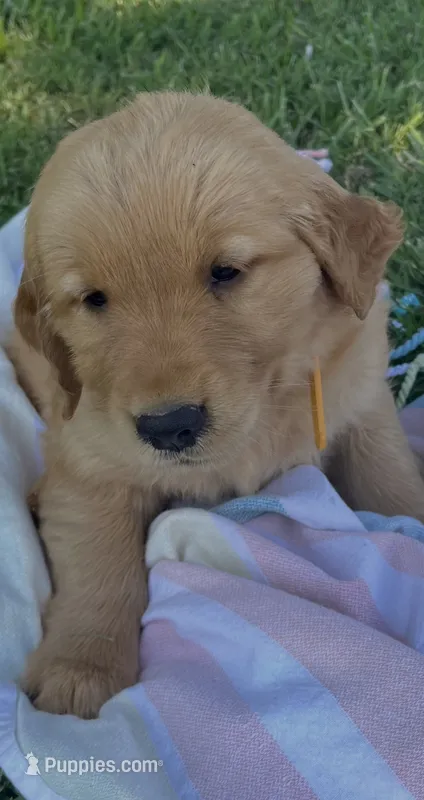 Yellow collar female  – Golden Retriever puppy for sale in Rector, AR