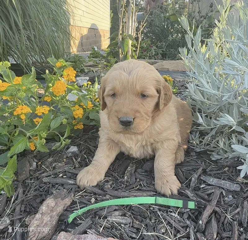 Green collar – Golden Retriever puppy for sale in Rector, AR