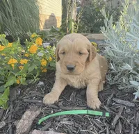 Green collar, a male Golden Retriever for sale in Rector, AR – 1 of 2