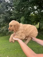 Dark Blue collar male, a male Golden Retriever for sale in Rector, AR – 4 of 10