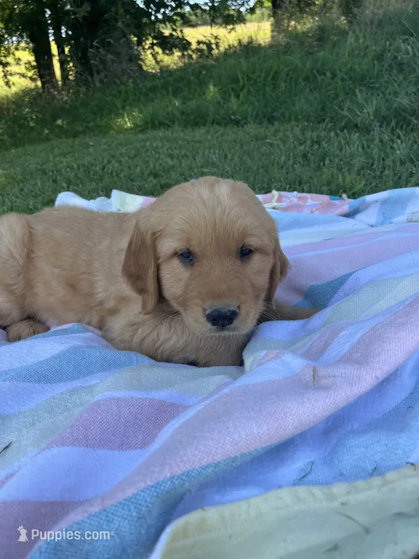 Dark Blue collar male – Golden Retriever puppy for sale in Rector, AR