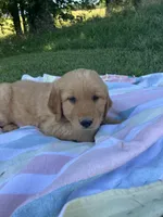 Dark Blue collar male, a male Golden Retriever for sale in Rector, AR – 2 of 10
