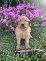 Pink female , a female Golden Retriever for sale in Rector, AR – 2 of 3