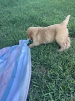 ☀️ SUNNY ☀️ Yellow collar female , a female Golden Retriever for sale in Rector, AR – 3 of 8