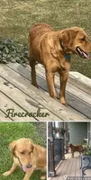 Yellow collar female , a female Golden Retriever for sale in Rector, AR – 4 of 5