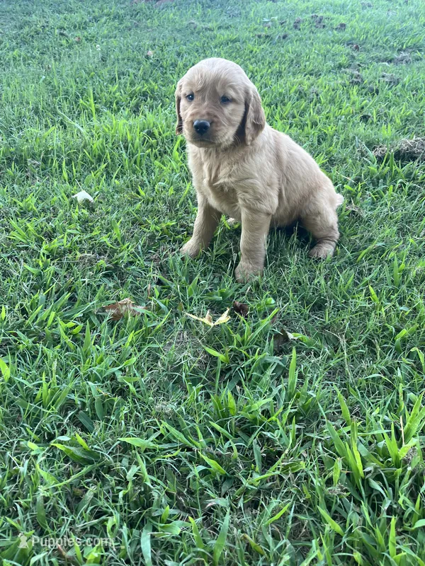 Orange collar female – Golden Retriever puppy for sale in Rector, AR