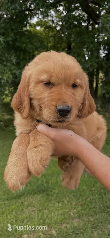 Dark brown collar male – Golden Retriever puppy for sale in Rector, AR