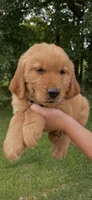 -MURPHY-Dark brown collar male, a male Golden Retriever for sale in Rector, AR – 2 of 10