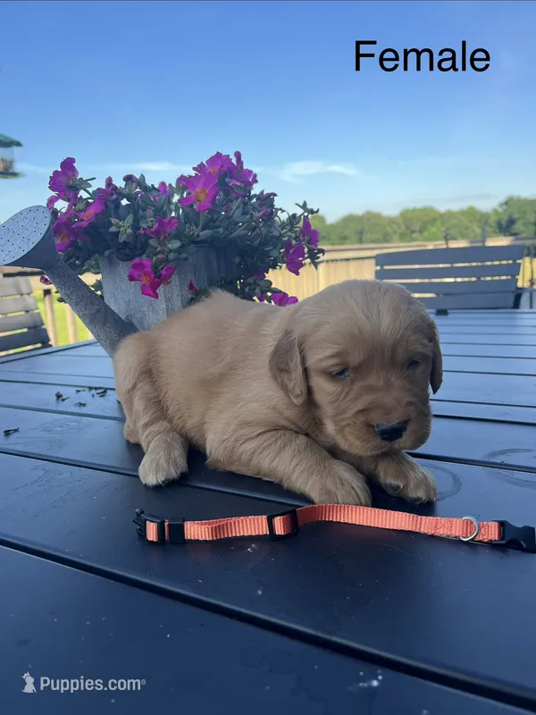 Orange female – Golden Retriever puppy for sale in Rector, AR