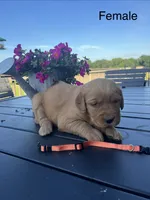 Orange female, a female Golden Retriever for sale in Rector, AR – 1 of 2