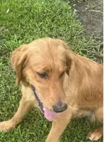 Firecracker, a female Golden Retriever for sale in Rector, AR – 2 of 3