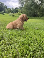 Tan collar male, a male Golden Retriever for sale in Rector, AR – 3 of 6