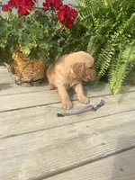 Purple collar female , a female Golden Retriever for sale in Rector, AR – 4 of 4