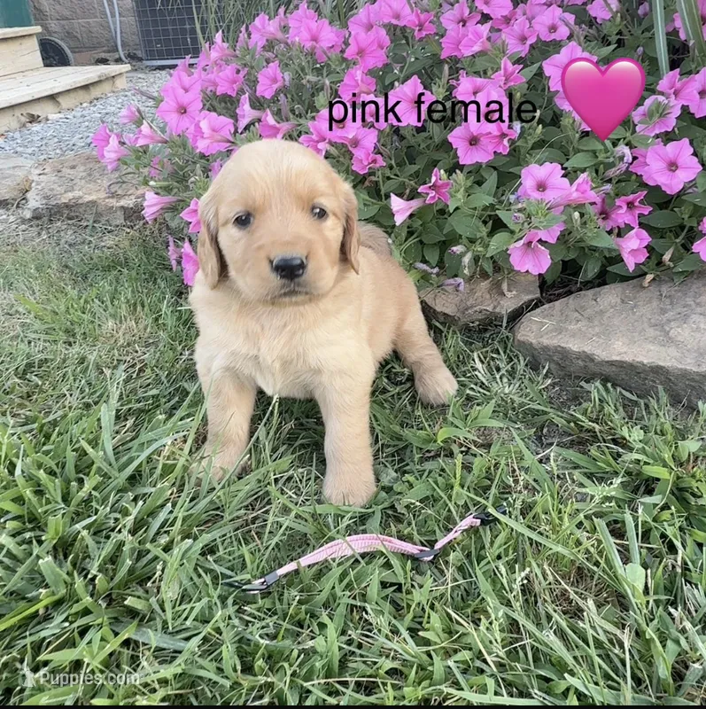 Pink collar – Golden Retriever puppy for sale in Rector, AR