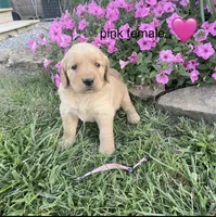 Pink collar, a female Golden Retriever for sale in Rector, AR – 1 of 2