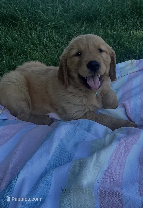Light blue male – Golden Retriever puppy for sale in Rector, AR