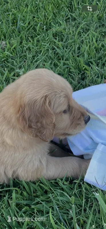 *Purple collar female – Golden Retriever puppy for sale in Rector, AR