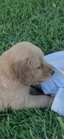 PRINCESS *Purple collar female, a female Golden Retriever for sale in Rector, AR – 3 of 8