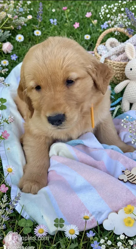 ☀️ SUNNY ☀️ Yellow collar female  – Golden Retriever puppy for sale in Rector, AR