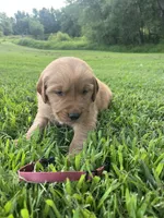 Maroon collar, a male Golden Retriever for sale in Rector, AR – 3 of 4