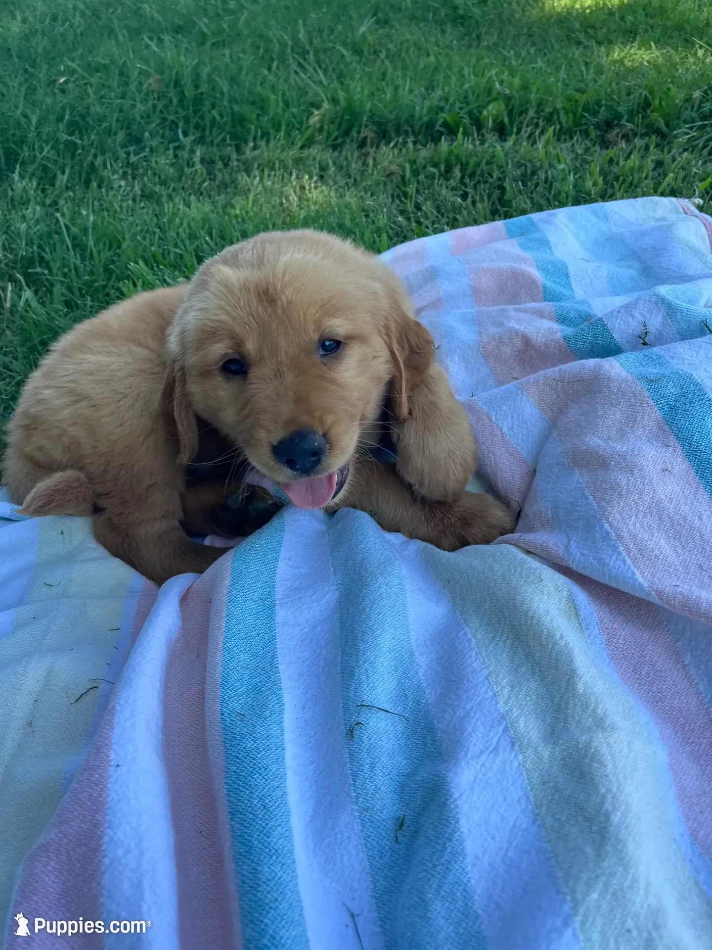 ☀️ SUNNY ☀️ Yellow collar female , a female Golden Retriever for sale in Rector, AR – 2 of 8